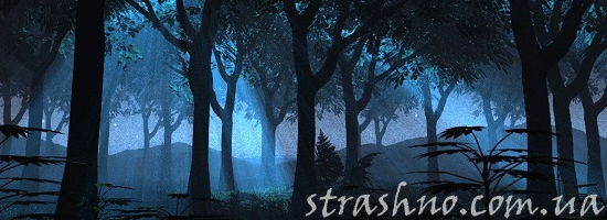 мистика свет в ночном лесу
