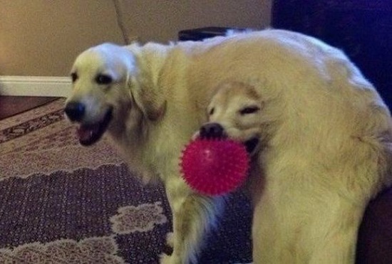 двойная собака