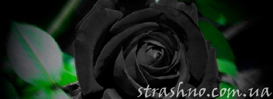 Мертвые розы для приворота