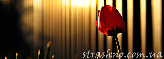 Тюльпан на кладбище