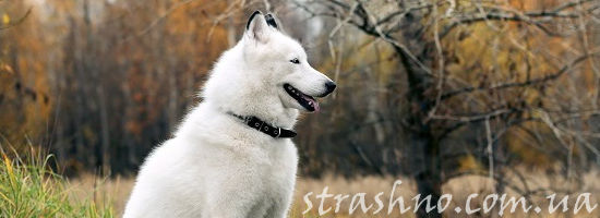 белая собака в лесу