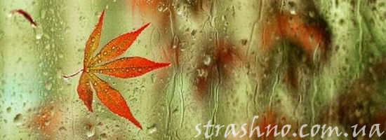 осенний лист на дождливом окне