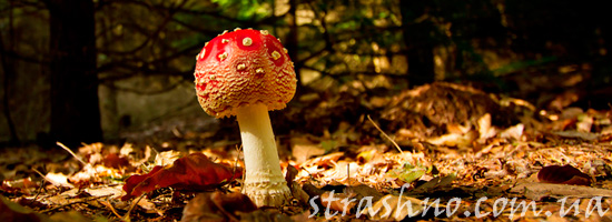 Красивый мухомор в лесу