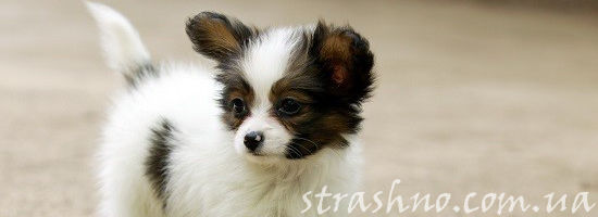 щенок на дороге