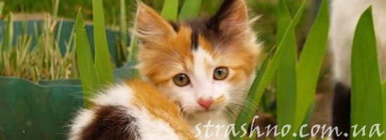 трёхцветный котёнок