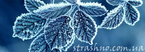 Лисья в инее