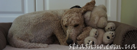 дремлющий пудель