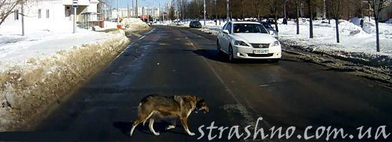 собака в зимнем городе