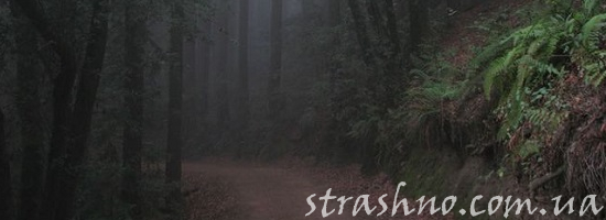 лесной туман