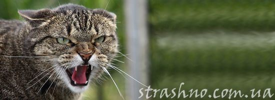 одичавший кот