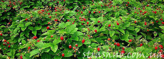 земляничная поляна