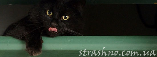 облизывающаяся черная кошка