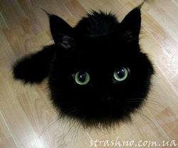 чёрное чудо