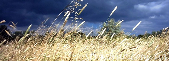 гроза в степи