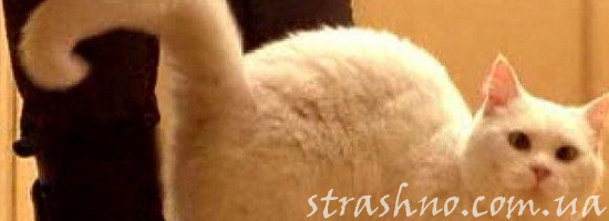 кот трется об ноги