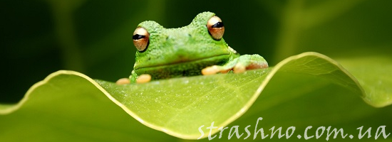зелёная лягушка