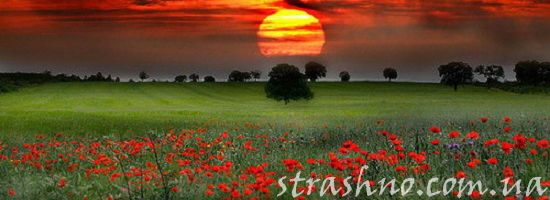 маковое поле на закате