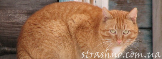 рыжий кот