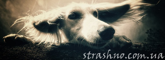 смешная собака