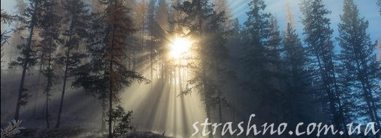 солнце в зимнем лесу