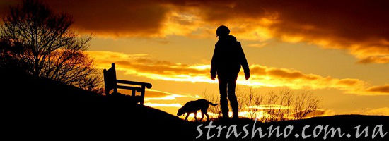 вечерний выгул собаки