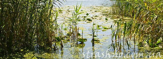 речной омут