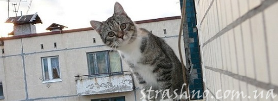 кот на фасаде дома