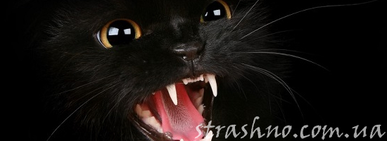 злой чёрный кот