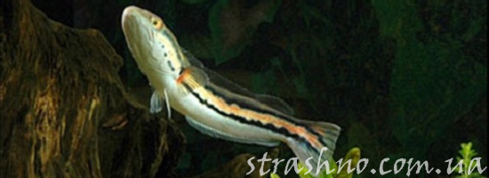 аквариумная рыбка