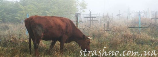 корова на кладбище