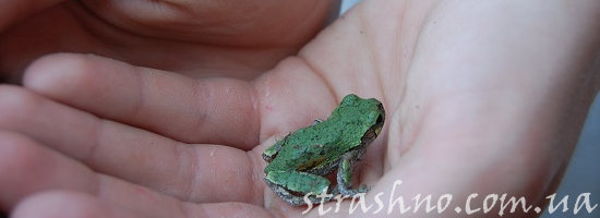 лягушонок в руке