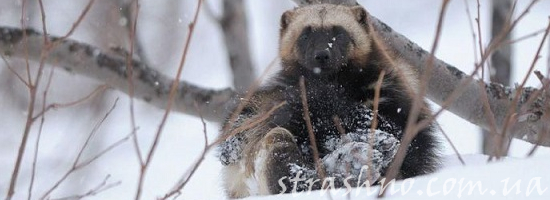 росомаха на снегу