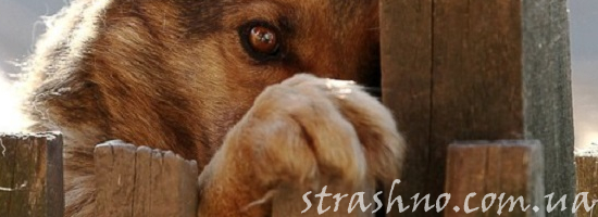 собака во дворе