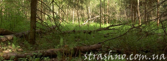 поваленное дерево в лесу