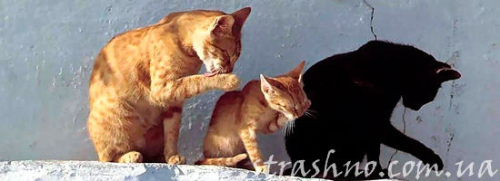 Мистические коты