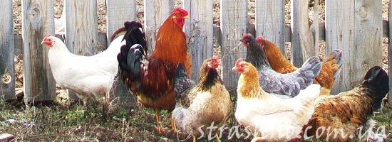 петух и куры