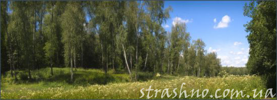 лесная поляна для пикника