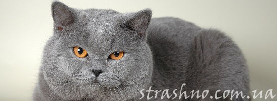 большой серый кот