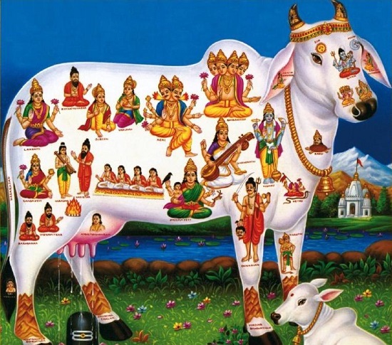 корова сурабхи