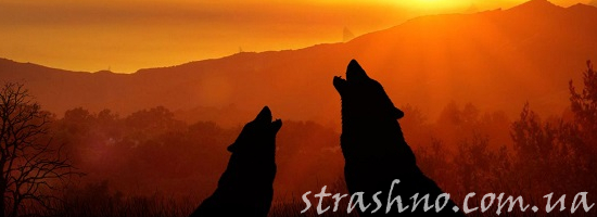 волк воет на закате