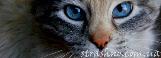 голубоглазый кот