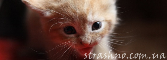 маленький котенок