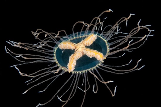 Медуза-крестовик