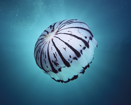 Фиолетовая полосатая медуза