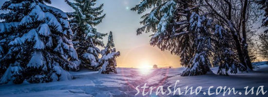 рассвет солнца в лесу