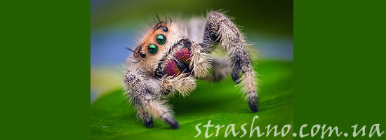 танцующий паучок