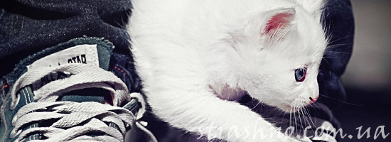 белый котик