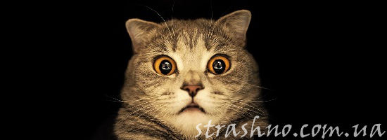 удивлённый кот