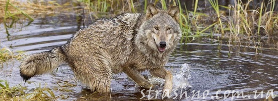 одомашненный волк