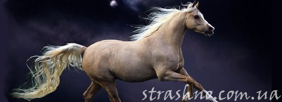 белый конь в ночи
